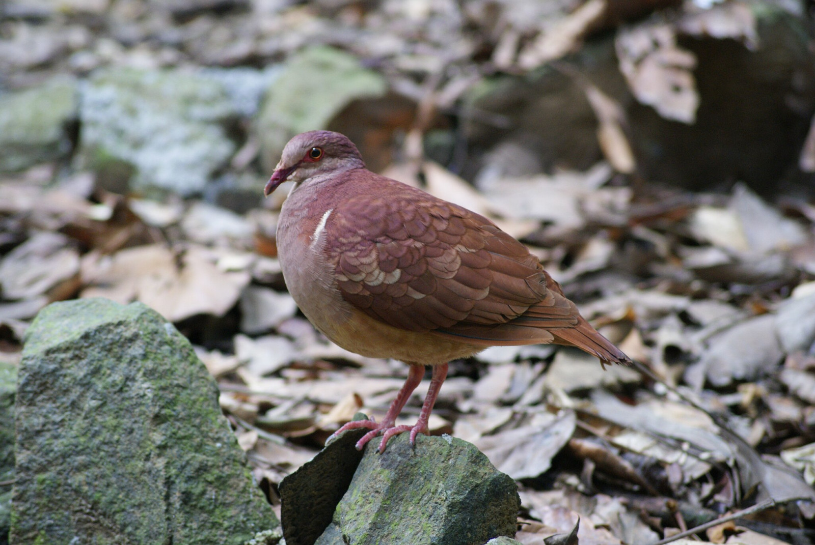 image Ruddy Quail-Dove